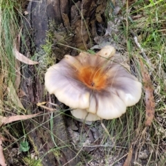 Omphalotus nidiformis (Ghost Fungus) at Paddys River, ACT - 13 Feb 2022 by trevorpreston