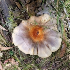 Omphalotus nidiformis at Paddys River, ACT - 13 Feb 2022