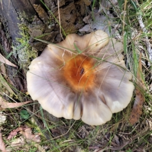 Omphalotus nidiformis at Paddys River, ACT - 13 Feb 2022