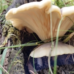 Omphalotus nidiformis at Paddys River, ACT - 13 Feb 2022