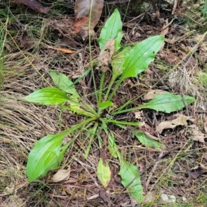 Plantago debilis at Paddys River, ACT - 13 Feb 2022