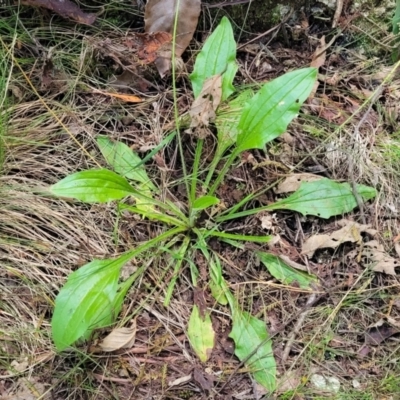 Plantago debilis (Shade Plantain) at Tidbinbilla Nature Reserve - 13 Feb 2022 by trevorpreston