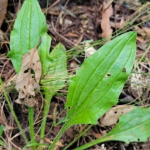 Plantago debilis at Paddys River, ACT - 13 Feb 2022