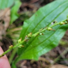 Plantago debilis at Paddys River, ACT - 13 Feb 2022