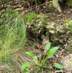 Plantago debilis at Paddys River, ACT - 13 Feb 2022