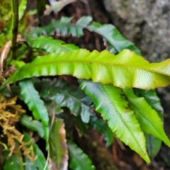 Blechnum patersonii subsp. patersonii (Strap Water Fern) at Paddys River, ACT - 13 Feb 2022 by trevorpreston