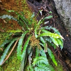 Blechnum patersonii subsp. patersonii at Paddys River, ACT - 13 Feb 2022