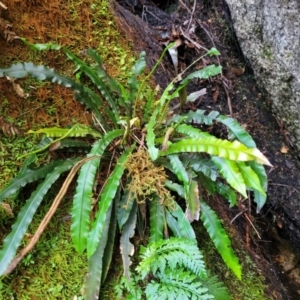 Blechnum patersonii subsp. patersonii at Paddys River, ACT - 13 Feb 2022