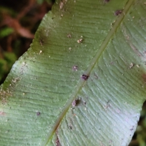 Blechnum patersonii subsp. patersonii at Paddys River, ACT - 13 Feb 2022