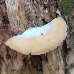 zz Agaric (stemless) at Paddys River, ACT - 13 Feb 2022