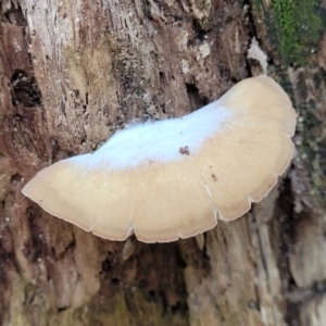 zz Agaric (stemless) at Paddys River, ACT - 13 Feb 2022