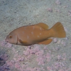 Achoerodus viridis (Eastern Blue Groper) at Jervis Bay, JBT - 10 Feb 2022 by AnneG1