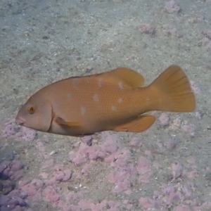 Achoerodus viridis at Jervis Bay, JBT - 10 Feb 2022