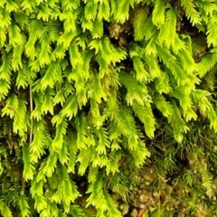 Fissidens sp. at Paddys River, ACT - 13 Feb 2022 by trevorpreston