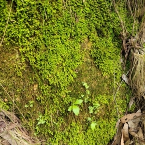 Fissidens sp. at Paddys River, ACT - 13 Feb 2022