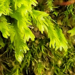 Fissidens sp. at Paddys River, ACT - 13 Feb 2022