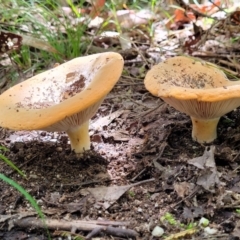 zz agaric (stem; gills white/cream) at Paddys River, ACT - 13 Feb 2022 by trevorpreston