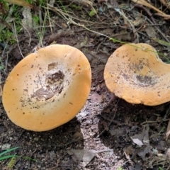 zz agaric (stem; gills white/cream) at Paddys River, ACT - 13 Feb 2022 12:11 PM