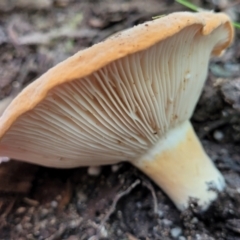 zz agaric (stem; gills white/cream) at Paddys River, ACT - 13 Feb 2022 12:11 PM