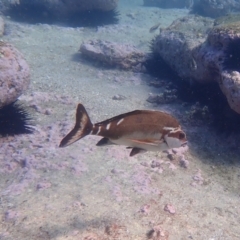 Cheilodactylus fuscus (Red Morwong) at Jervis Bay, JBT - 10 Feb 2022 by AnneG1