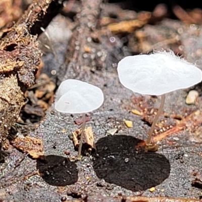 Unidentified Cap on a stem; none of the above at Tidbinbilla Nature Reserve - 13 Feb 2022 by tpreston