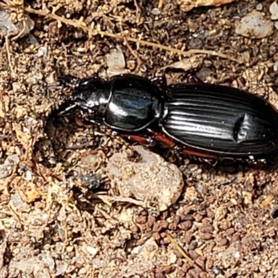 Eurylychnus blagravei (A Carab beetle) at Paddys River, ACT - 13 Feb 2022 by trevorpreston