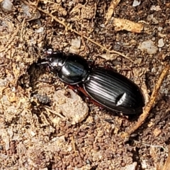 Eurylychnus blagravei at Paddys River, ACT - 13 Feb 2022 12:05 PM