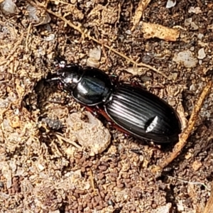 Eurylychnus blagravei at Paddys River, ACT - 13 Feb 2022 12:05 PM