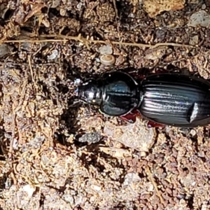 Eurylychnus blagravei at Paddys River, ACT - 13 Feb 2022 12:05 PM