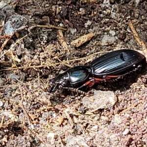 Eurylychnus blagravei at Paddys River, ACT - 13 Feb 2022 12:05 PM