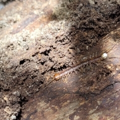 Lithobiomorpha (order) (Unidentified stone centipede) at Paddys River, ACT - 13 Feb 2022 by trevorpreston