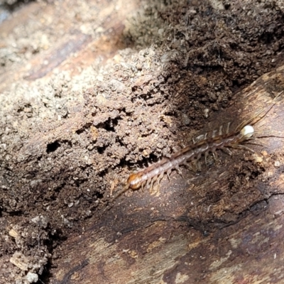 Lithobiomorpha (order) (Unidentified stone centipede) at Paddys River, ACT - 13 Feb 2022 by trevorpreston