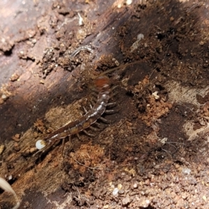 Lithobiomorpha (order) at Paddys River, ACT - 13 Feb 2022