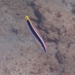 Coris picta (Comb Wrasse) at Jervis Bay, JBT - 9 Feb 2022 by AnneG1