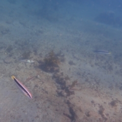 Coris picta at Jervis Bay, JBT - 10 Feb 2022