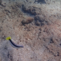 Coris picta at Jervis Bay, JBT - 10 Feb 2022