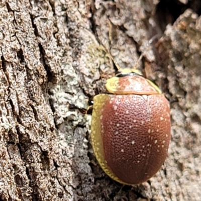Paropsis bella (Beautiful Leaf Beetle) at Paddys River, ACT - 13 Feb 2022 by trevorpreston
