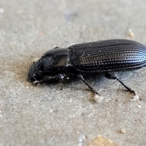 Zophophilus sp. (genus) at Holt, ACT - 12 Feb 2022