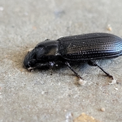 Zophophilus sp. (genus) (Darkling beetle) at Holt, ACT - 12 Feb 2022 by trevorpreston