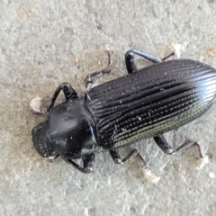 Zophophilus sp. (genus) at Holt, ACT - 12 Feb 2022