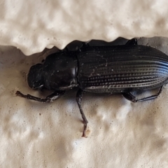 Zophophilus sp. (genus) at Holt, ACT - 12 Feb 2022