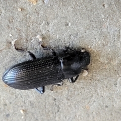 Zophophilus sp. (genus) at Holt, ACT - 12 Feb 2022