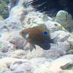 Parma microlepis (White-ear) at Jervis Bay, JBT - 9 Feb 2022 by AnneG1