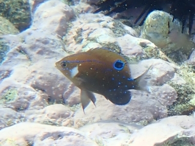 Parma microlepis (White-ear) at Jervis Bay, JBT - 9 Feb 2022 by AnneG1