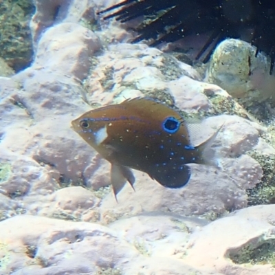 Parma microlepis (White-ear) at Jervis Bay, JBT - 9 Feb 2022 by AnneG1