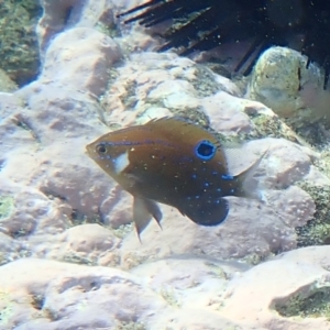 Parma microlepis at Jervis Bay, JBT - 10 Feb 2022