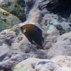 Parma microlepis at Jervis Bay, JBT - 10 Feb 2022