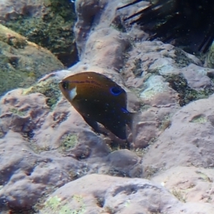 Parma microlepis at Jervis Bay, JBT - 10 Feb 2022