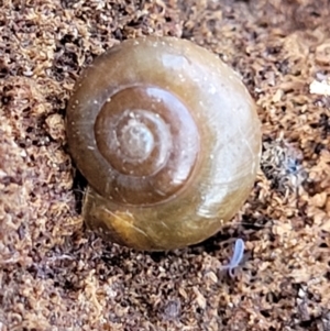 Oxychilus cellarius at Holt, ACT - 11 Feb 2022