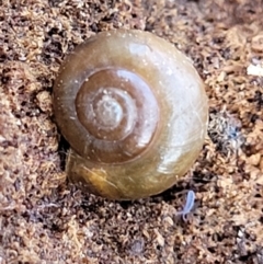 Oxychilus cellarius (Cellar Snail) at Holt, ACT - 11 Feb 2022 by tpreston